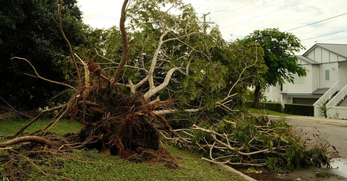 Cover Image for Tree Damage to Your Detached Garage: Insurance Coverage